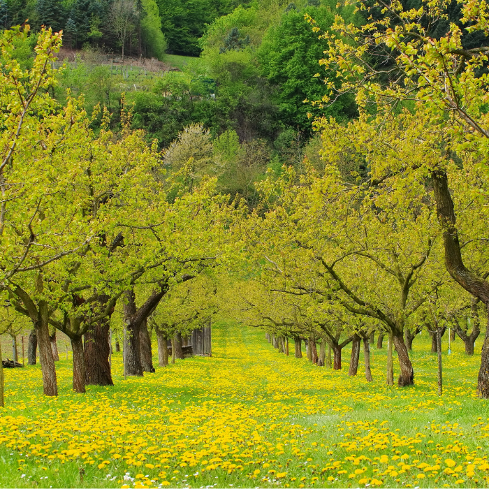 Apricot