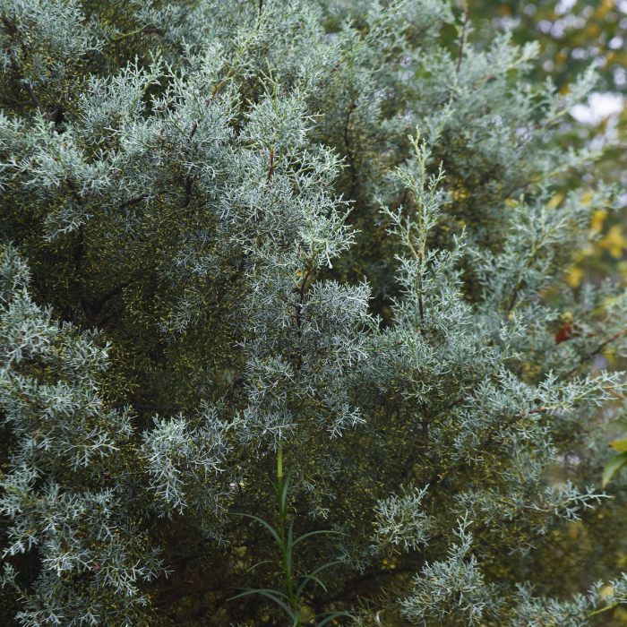 Arizona Cypress (Cupressus arizonica)