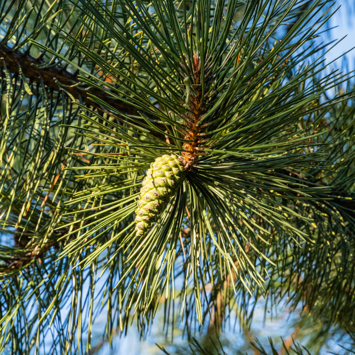 Austrian Pine (Pinus nigra)