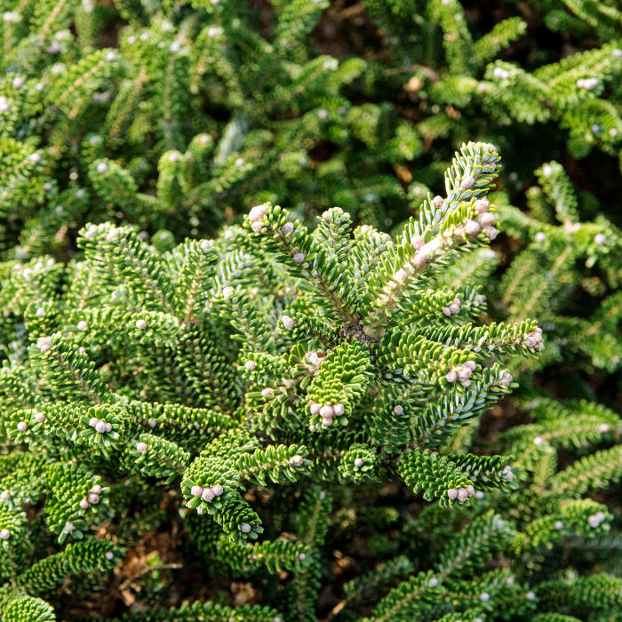 Balsam Fir (Abies balsamea)