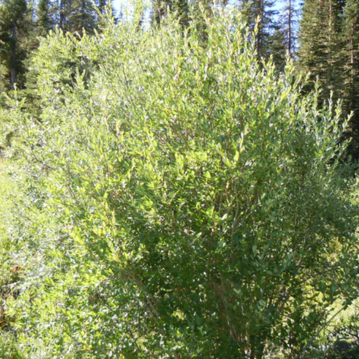 Bebb Willow (Salix Bebbiana)