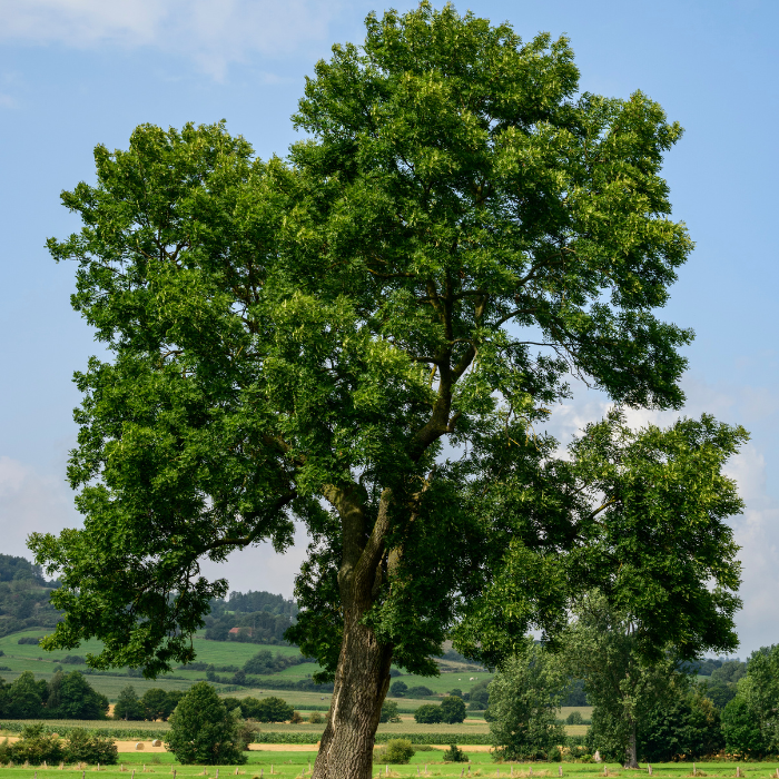 Black Ash (Fraxinus nigra)