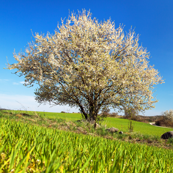 Blackthorn