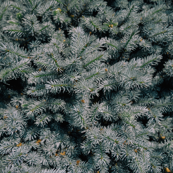 Blue Spruce (Picea pungens)