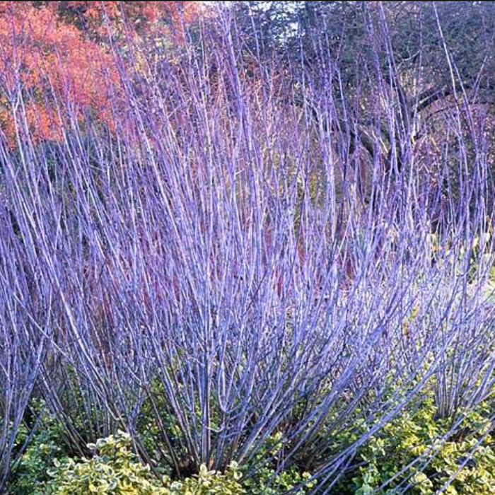 Blue-Stem Willow (Salix Irrorata)