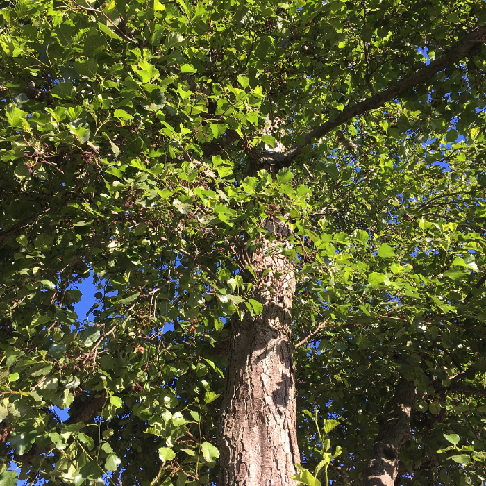 Common Alder (Alnus glutinosa)