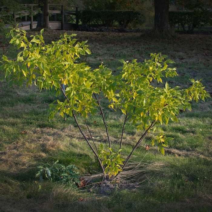 Common Hoptree (Ptelea trifoliata)