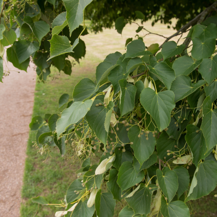 Common Lime (Tilia x europaea)
