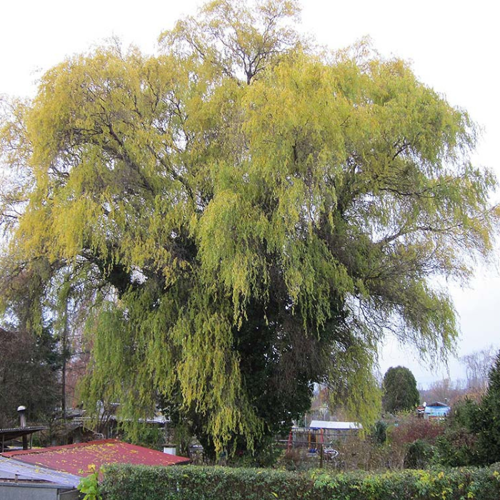 Corkscrew Willow (Salix Matsudana Tortuosa)