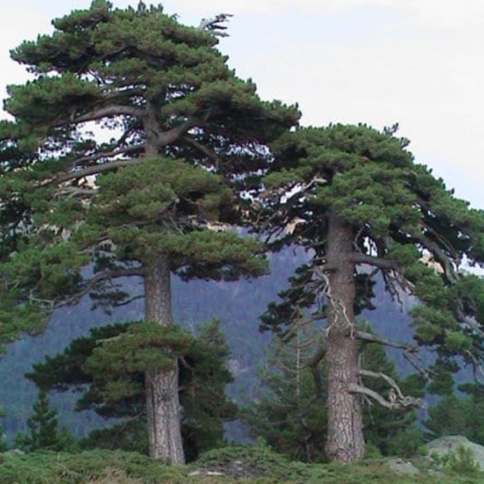 Corsican Pine (Pinus nigra ss. laricio)
