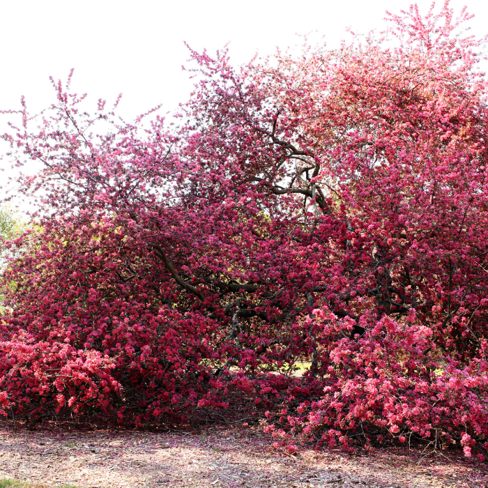 Crab Apple