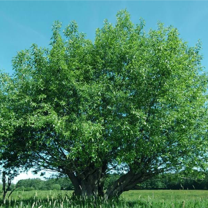 23 Types of Willow Trees (With Identification Pictures)