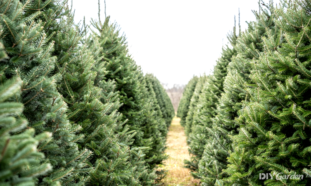 Different Types of Christmas Trees