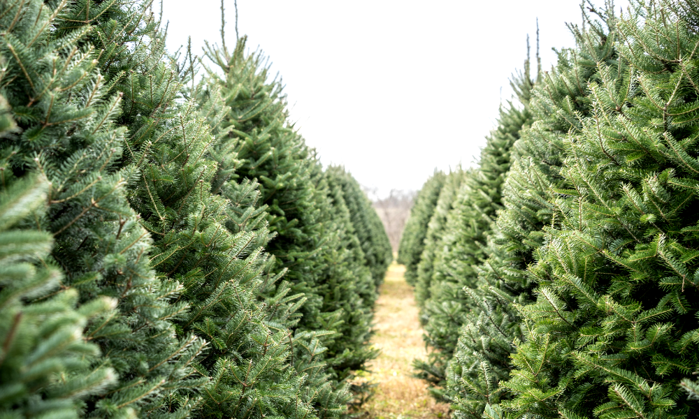 Different Types of Christmas Trees