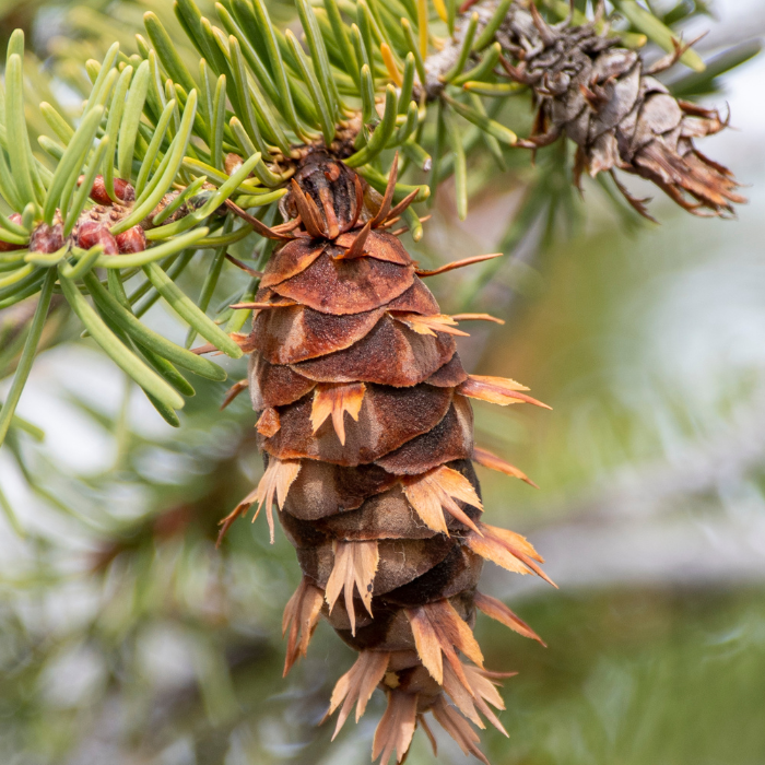 Douglas Fir (Pseudotsuga menziesii)