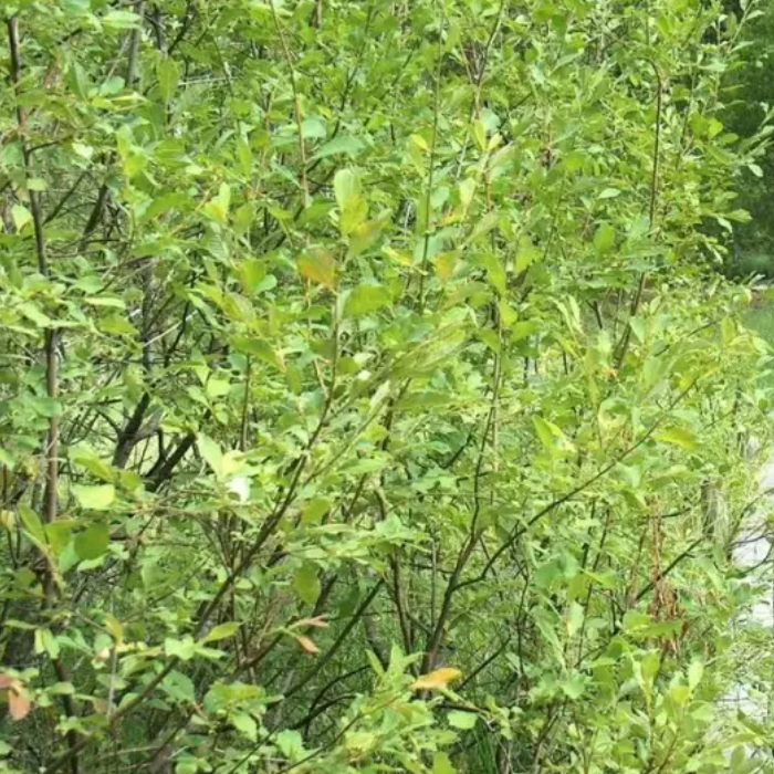 Eared Willow (Salix Aurita)