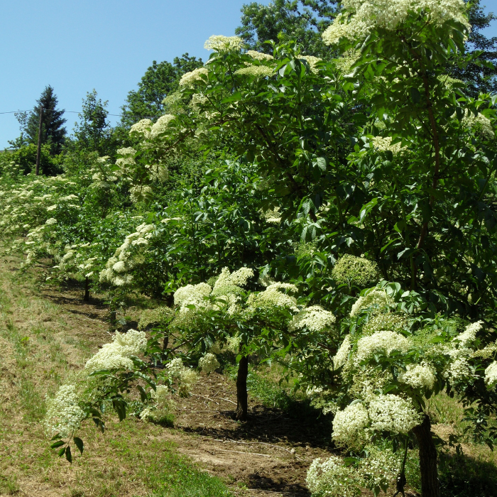 Elder Tree