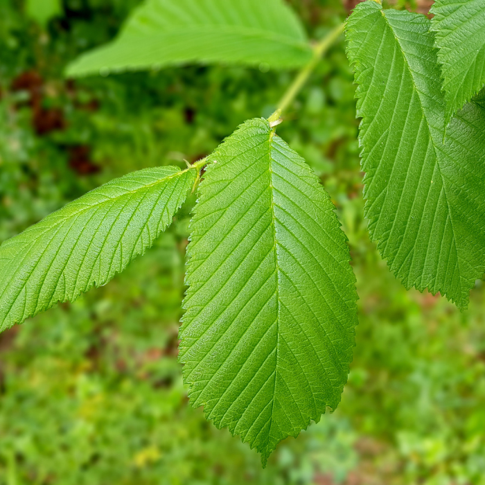 English Elm (Ulmus procera)