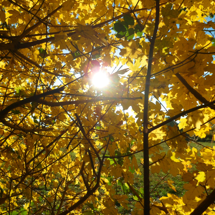 Field Maple (Acer campestre)