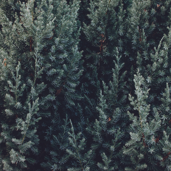 Fraser Fir (Abies fraseri)