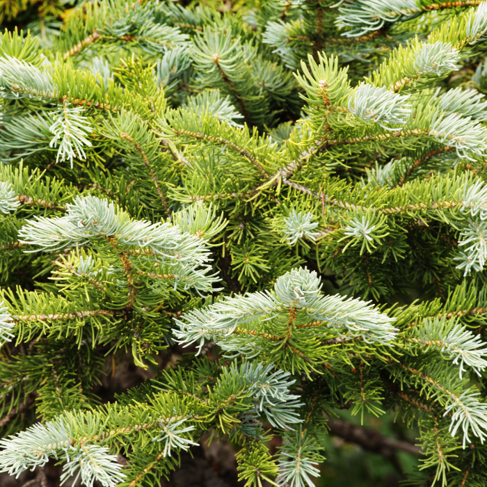 Grand Fir (Abies grandis)