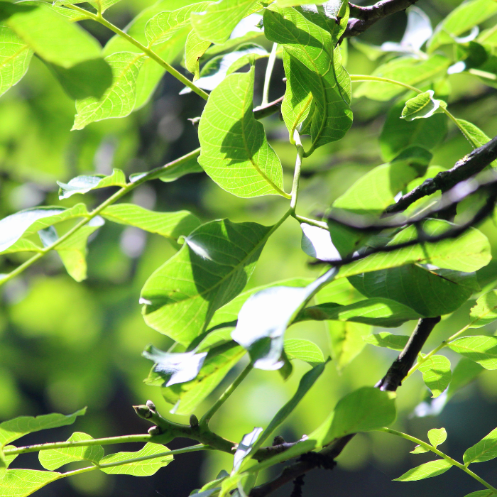 Green Ash (Fraxinus pennsylvanica)