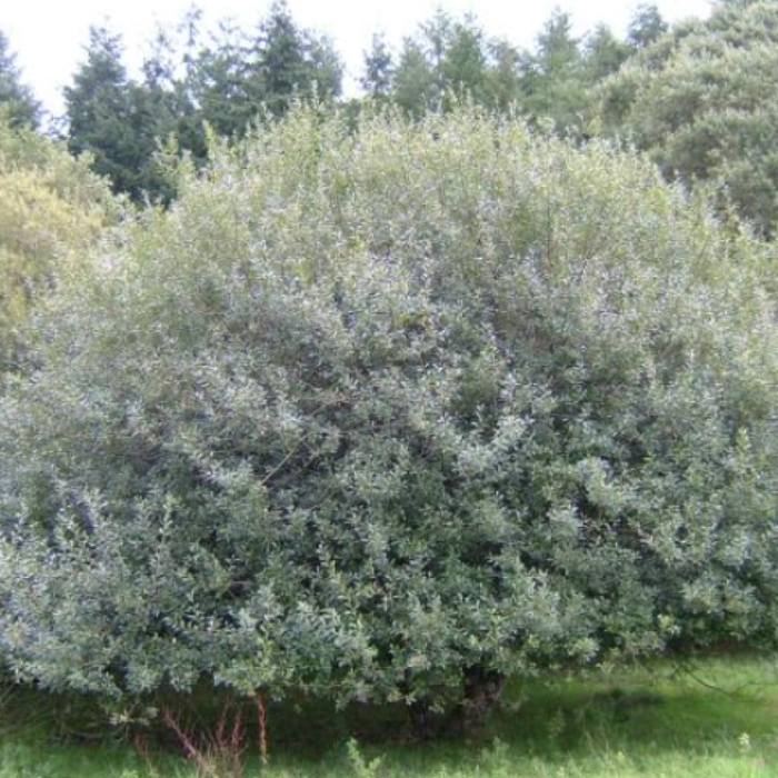 Grey Willow (Salix Cinerea Subsp. Oleifolia)