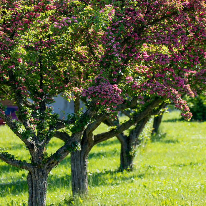 Hawthorn