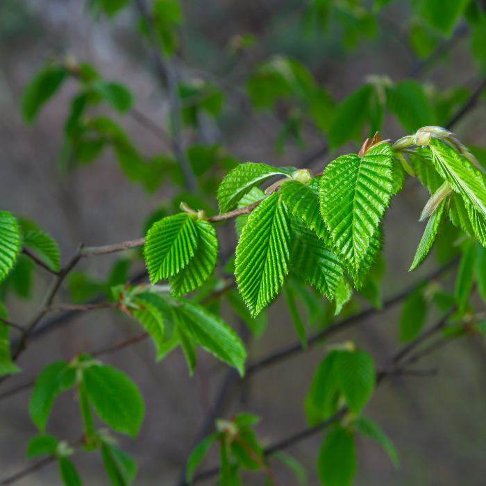 Hornbeam (Carpinus betulus)