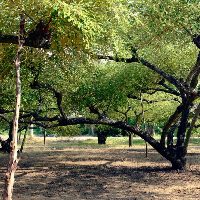 Indian Jujube