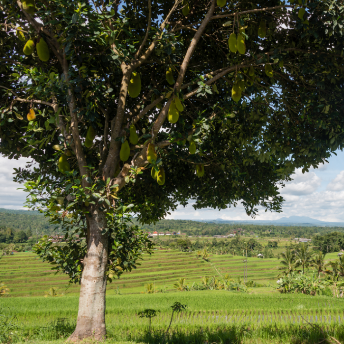 Jackfruit