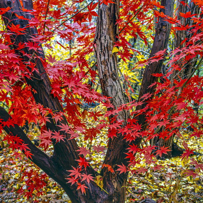 Japanese Maple (Acer palmatum)