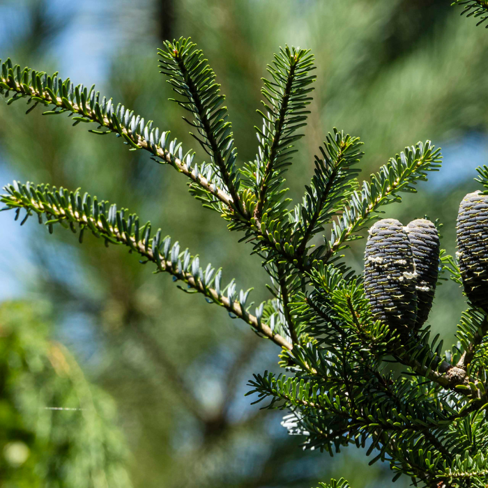 Korean Fir (Abies koreana)