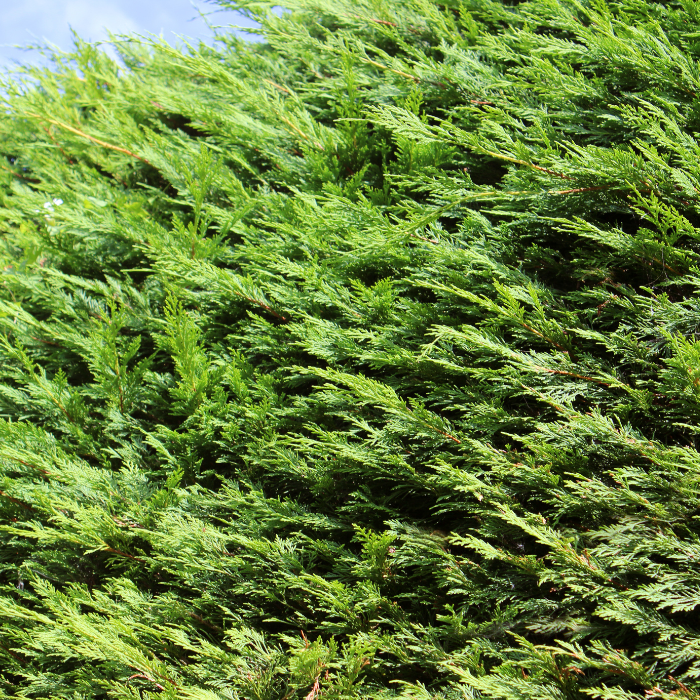 Leyland Cypress (Cupressus x leylandii)
