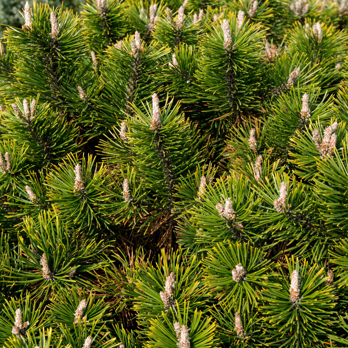 Lodgepole Pine (Pinus contorta)