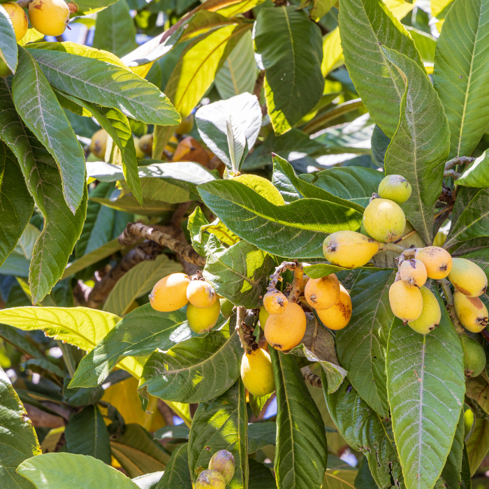 Loquat