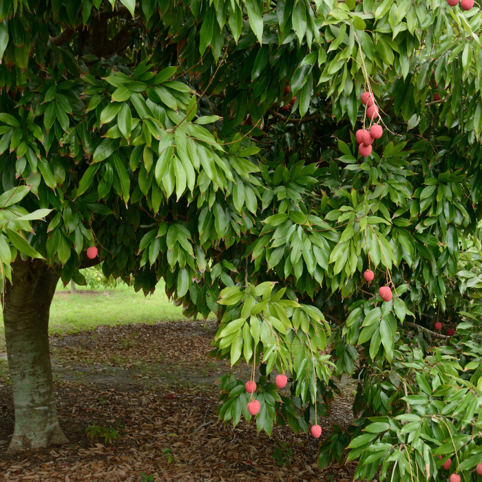 Lychee