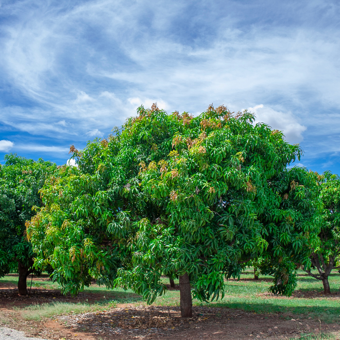 Mango