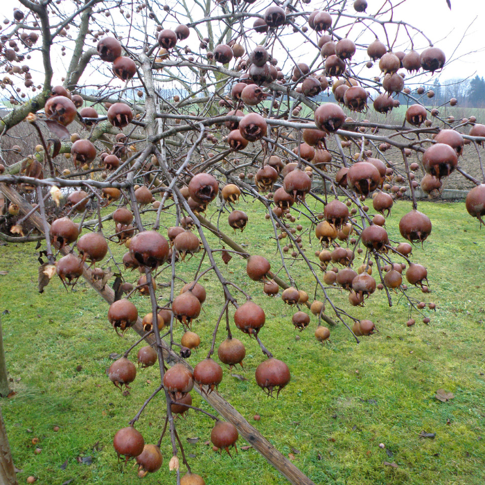 Medlar