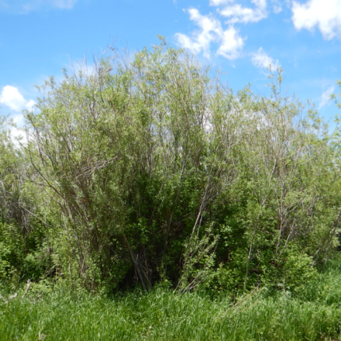 Narrowleaf Willow (Salix Exigua)
