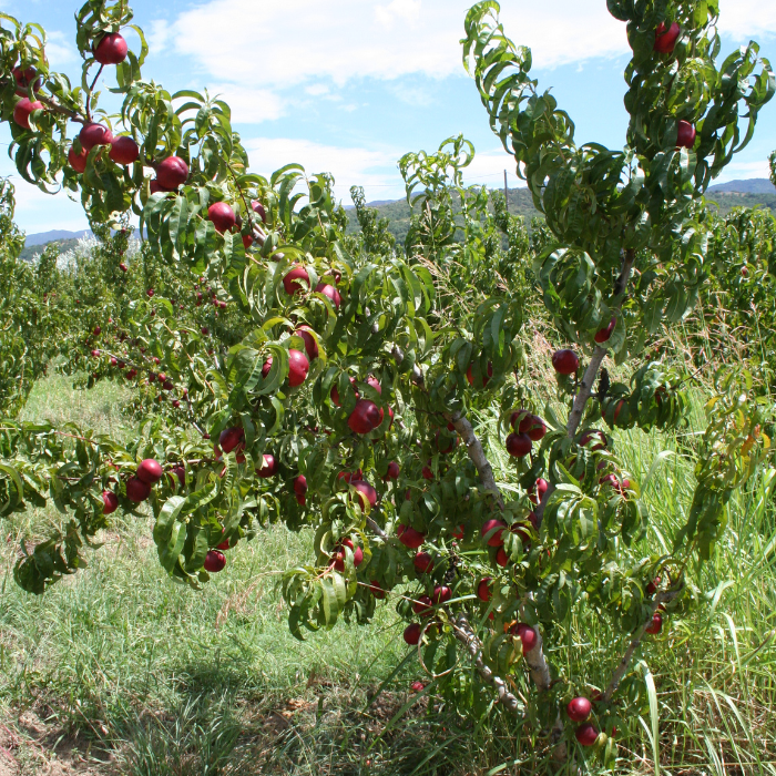 Nectarine