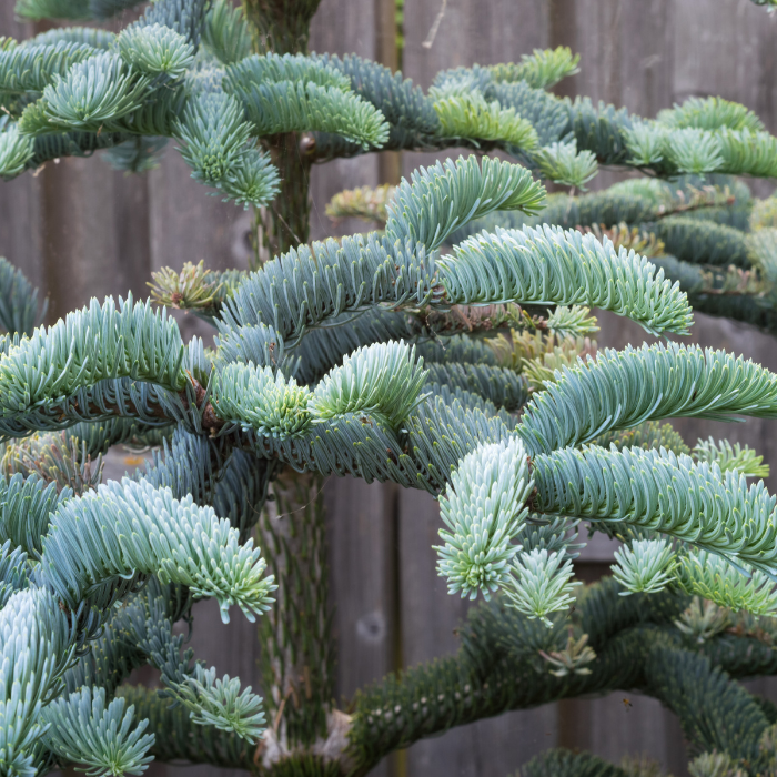 Noble Fir (Abies procera)