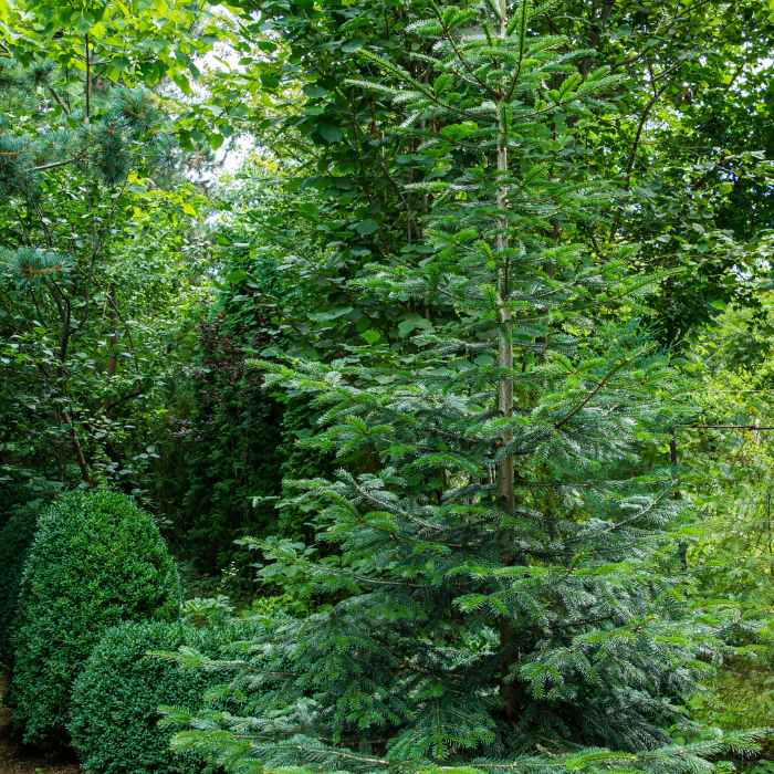 Nordman Fir (Abies nordmanniana)