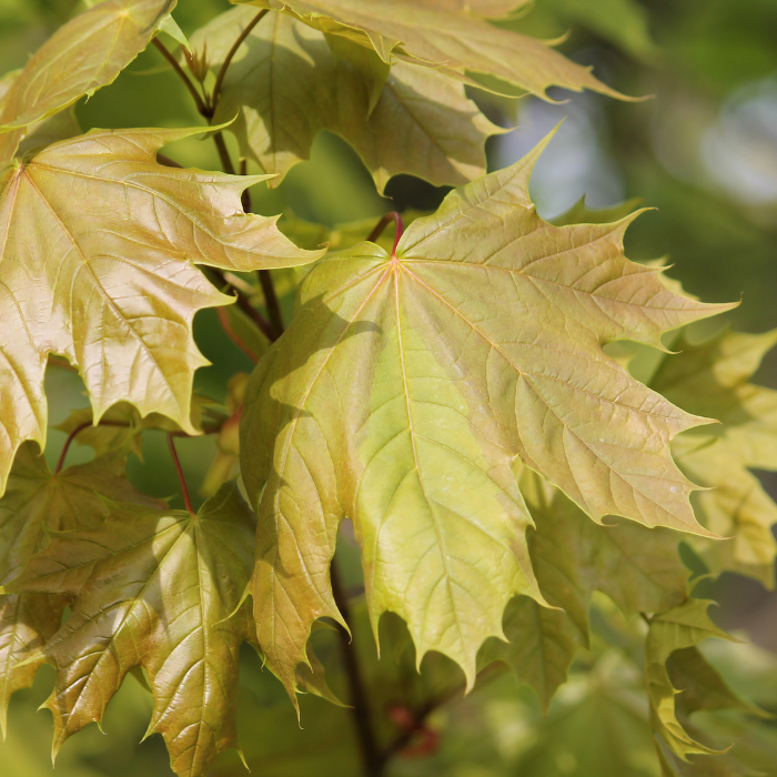 Norway Maple (Acer platanoides)