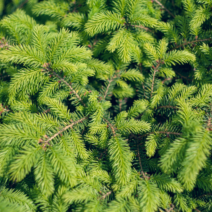 Norway Spruce (Picea abies)