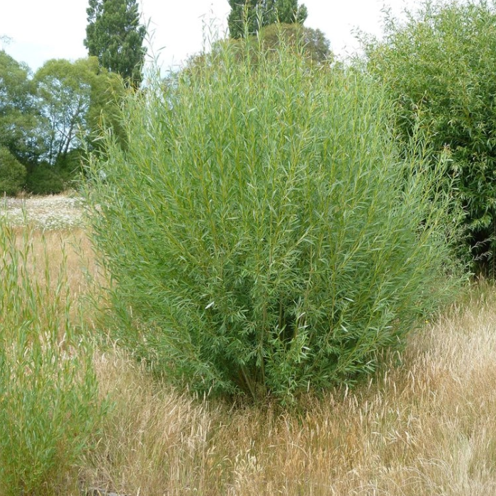 Osier Willow (Salix Viminalis)