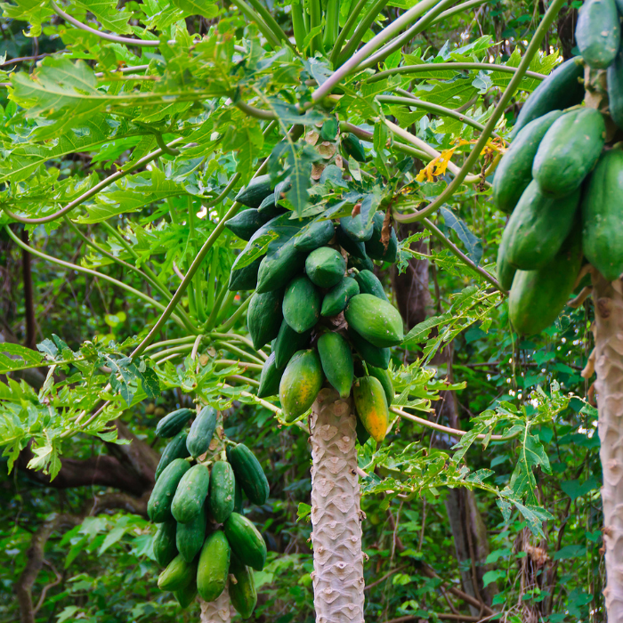 Papaya