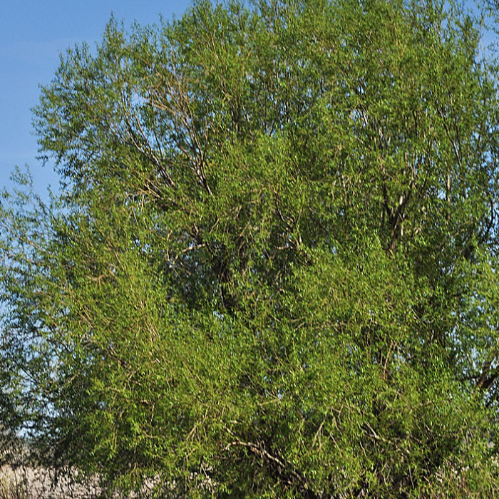 Peachleaf Willow (Salix Amygdaloides)