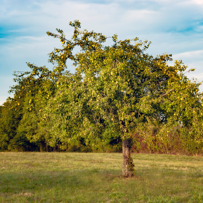 Pear