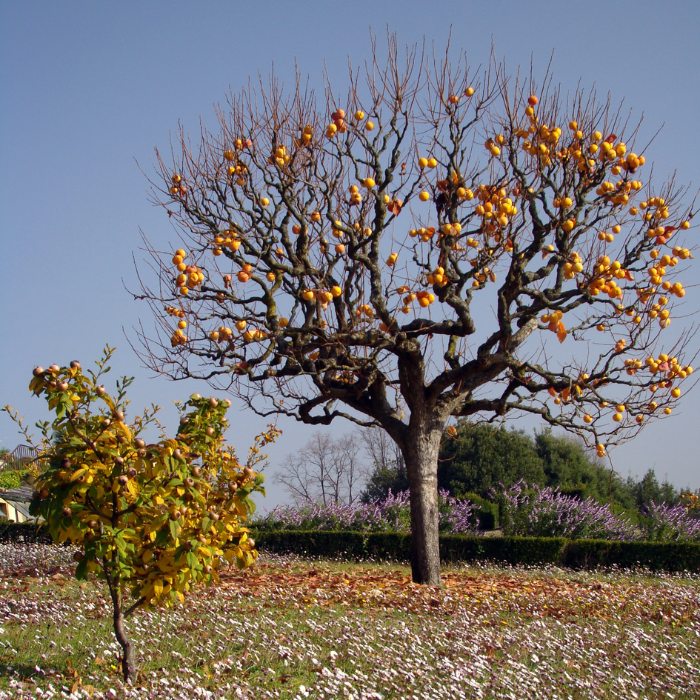 Persimmon